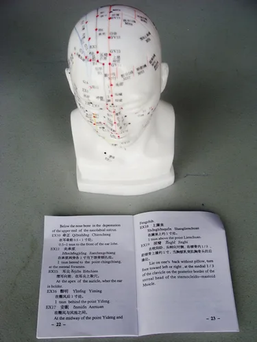 Vista 2 de Cabeza médica profesional de la acupuntura de la anatomía modelo los 7.9 in 8" IT-094 ANGELUS