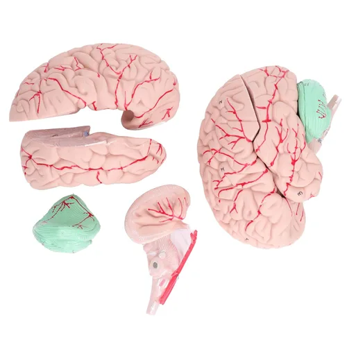 Vista 7 de Modelo anatómico del cerebro humano, 4D, 2 piezas, material de PVC duradero desmontable, anatomía, modelo cerebral, recursos de aprendizaje
