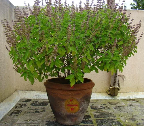 Semillas Ornamentales Albahaca Tulsi Árbol para Plantar No GMO