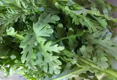 Vista 2 de Gaea's Blessing Semillas Shungiku (0.05 oz) Semillas sin OMG con instrucciones de siembra fáciles de seguir - Verdes de crisantemo Tong Ho Heirloom