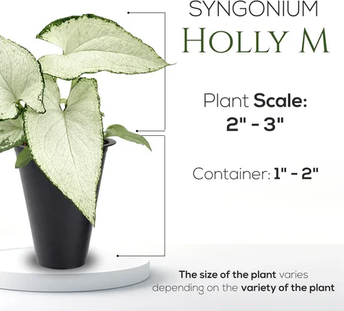 Vista 4 de Syngonium Holly M (paquete de 4) plantas de inicio vivas, plantas de interior de vid de punta de flecha abigarradas, plantas tropicales