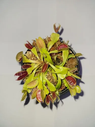 Vista 2 de 3 trampas para moscas Venus (Dionaea Muscipula) - Planta carnívora de 3 pulgadas