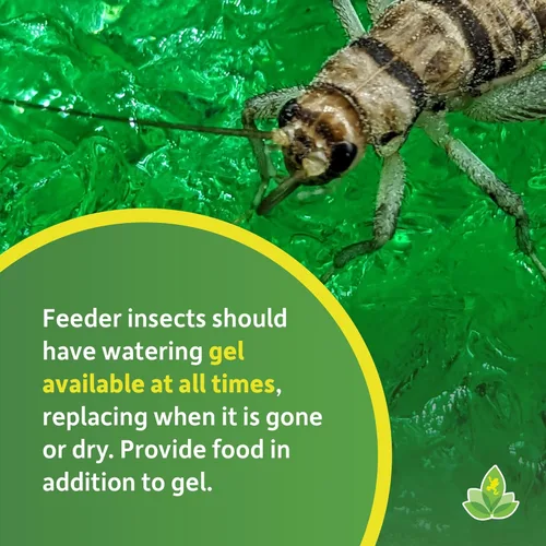 Vista 6 de Josh's Frogs Gel de riego de insectos (16 oz)