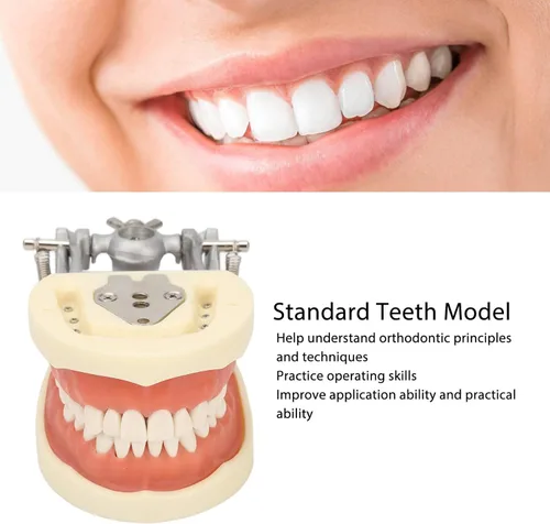 Vista 4 de Modelo de dientes estándar con 32 dientes y goma blanda, enseñanza dental estándar Typodont Dental Demostration Dientes Modelo Completo Accesorio