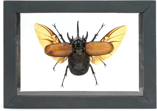 Vista 8 de Escarabajo de 5 cuernos real/Eupatorus Gracilicornis forma voladora taxidermia en caja transparente (caja de madera negra)