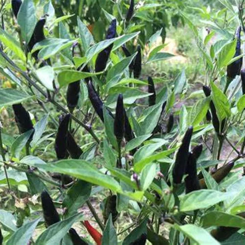 Vista 5 de CHUXAY GARDEN Semilla de pimiento picante de cobra negra, pimienta de cabra 10 semillas de cocina sazonada, sabor picante único, ideal para jardín