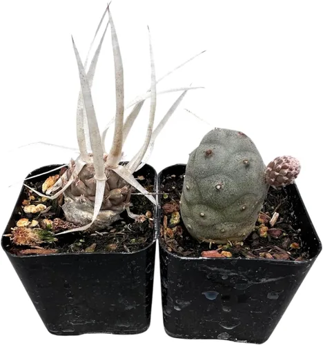 Vista 3 de Plantas suculentas vivas de USKC (juego de dos macetas de 2 pulgadas) (Anacampseros rufescens variegata)