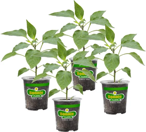 Bonnie Plants Pimienta de Cayena Caliente 19.3 oz. Paquete de 4