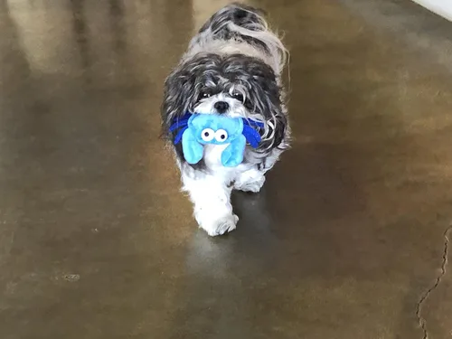 Vista 3 de Glory To Dog Juguete de peluche para perros de raza pequeña de cangrejo azul de TinyToy