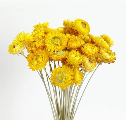 Flores secas, 40 unidades, ramo de margaritas, crisantemo 100% natural, flores secas para jarrón, decoración del hogar, fiesta, arreglo de