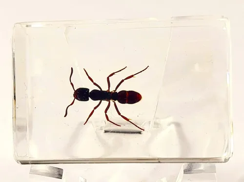 44mm Hormiga gigante tropical real en resina de lucita transparente cristalina, espécimen preservado Pseudoneoponera Rufipes, taxidermia de