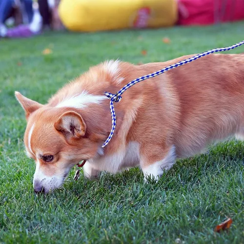 Vista 7 de Downtown Pet Supply Correa trenzada de polietileno para perro, paquete de 6, 5 pies de largo, correa universal para perro con anillo tórico
