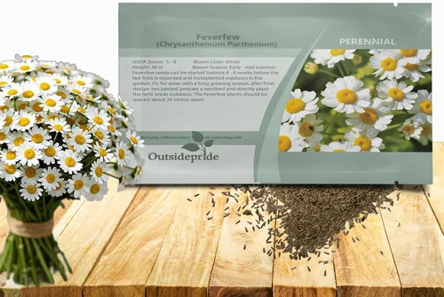 Outsidepride Semillas de crisantemo matricaria - 5000 unidades. Semillas de flores perennes, tolerantes a la sequía para plantar en jardines