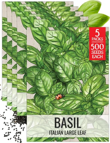 Vista 28 de Seed Needs Sweet Genovese - Semillas de albahaca para plantar, semillas de hierbas culinarias sin OMG y sin tratar para plantar un jardín de cocina