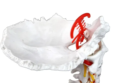 Vista 5 de Vision Scientific VAV261 Columna cervical con nervios y arterias Tamaño natural, articulado 7 vértebras cervicales, discos intervertebrales