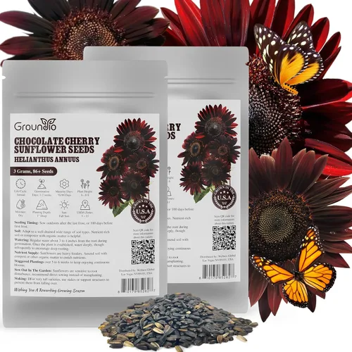 Groundio Más de 160 semillas de girasol de chocolate para plantar Borgoña Negro 2 unidades