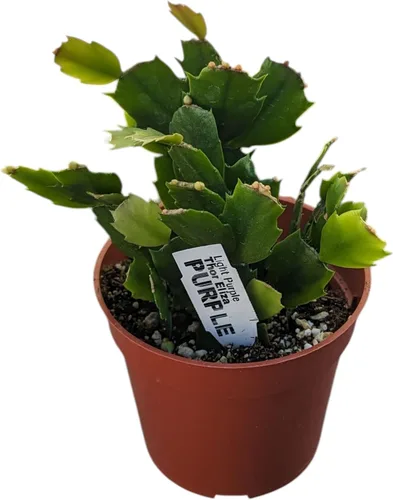 Vista 3 de Live Holiday - Plantas de cactus navideñas, colección de cactus de Navidad en maceta de 4 pulgadas, variedades florecientes rosa, morado y naranja