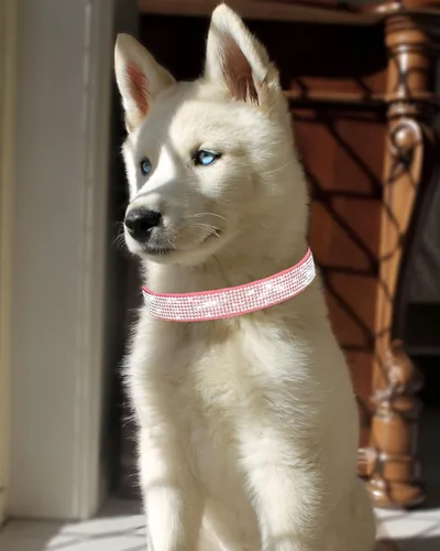 Vista 3 de Collar brillante para perros pequeños, medianos y grandes, collares de perro con diamantes de imitación para perras y machos, collares de cachorros