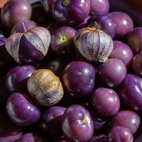 Vista 3 de Purple Tomatillo Seed for Planting - 100+ Rare Mexican Husk Tomato Seeds in Your Home Garden - Non-GMO Heirloom Seeds