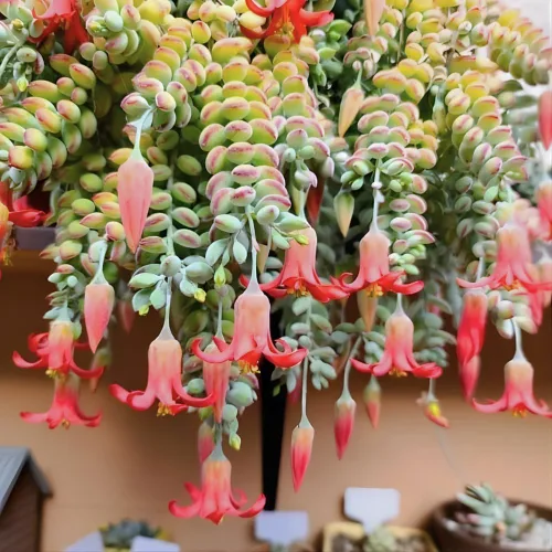 Vista 10 de Cotyledon Pendens - Planta suculenta viva - Maceta de 2 pulgadas Planta de interior rara Suculenta de interior de fácil cuidado