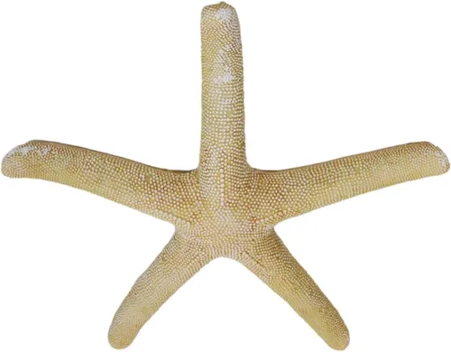 Vista 4 de Ebros Gift Escultura de estrella de mar amarilla coral océano, estrella de mar, 15 pulgadas de largo, decoración temática náutica costera