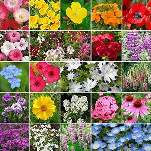 Vista 8 de Mezcla de semillas de flores silvestres de sombra parcial a granel sin OMG (1 lb) 520,000 semillas