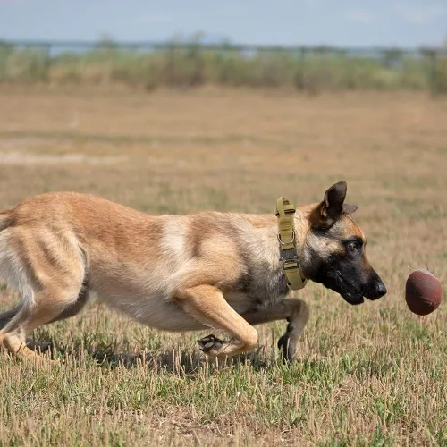 Vista 6 de Collar táctico para perro, collar de nailon ajustable para entrenamiento militar con mango de control y hebilla de metal pesado de liberación rápida