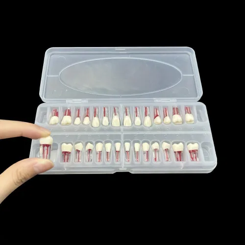 Modelo de práctica de conducto radicular RCT dental, enseñanza, estudio de los dientes, dientes endo, encaja con NISSIN tipo 28 dientes Typodont (28