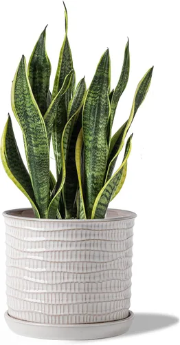 Vista 11 de Macetas de 5.8 pulgadas: maceta de cerámica con orificio de drenaje y platillo - Maceta para plantas de interior y exterior - Diseño con cuentas