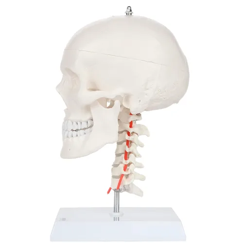 Vista 3 de Axis Scientific Modelo de calavera humana de 3 partes con cuello flexible Cráneo de plástico realista de tamaño real en una columna cervical