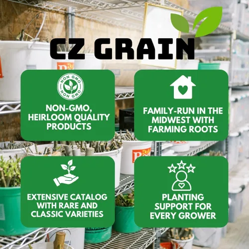 Vista 6 de Bulbos de Allium Azul para Plantar - Allium Azureum Caeruleum (10 bombillas)