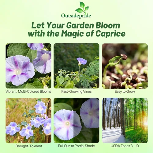 Vista 2 de Outsidepride 500 Semillas Anuales Ipomoea Purpurea Morning Glory Caprice Climbing Vine Flower Seeds para plantar
