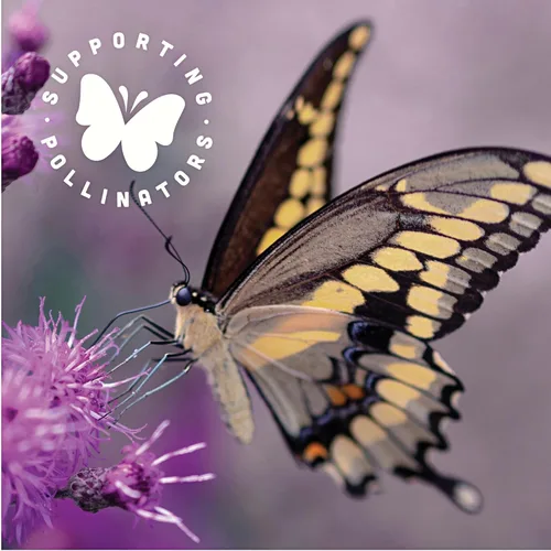 Vista 6 de Black Jewell Palomitas de maíz gourmet para microondas, toque de mantequilla, 10.5 onzas (paquete de 1)