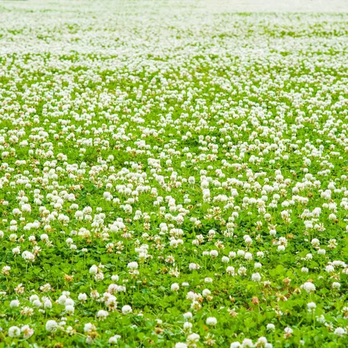 Vista 6 de Outsidepride Semilla de trébol holandés blanco perenne con semilla de trébol pequeño, 5 libras, semillas de trébol inoculadas nitrocubiertas
