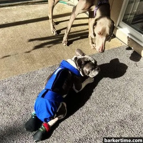 Vista 4 de Royal Blue - Pañal impermeable prémium para perro, a prueba de escapes, XL, con orificio para la cola, fabricado en Estados Unidos