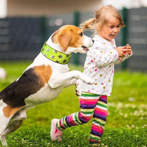 Vista 7 de Paterr 2 collares reflectantes para perro, ajustables de alta visibilidad, con cierre de liberación rápida, cómodos accesorios para pasear perros