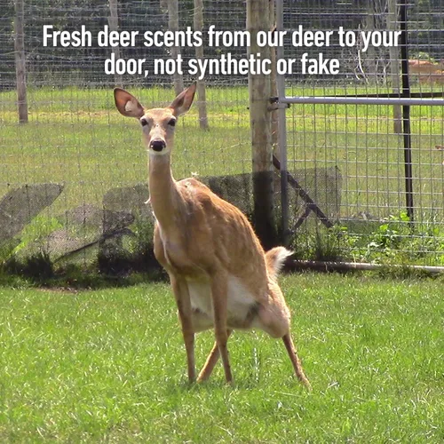 Vista 4 de Raspa la orina de ciervo de rabia Doe Pee para ciervos de cola blanca Drag N' Drip incluido Aromas y atractivos de ciervos