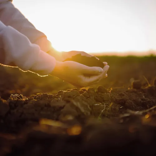 Vista 4 de Pure Original Ingredients Sulfato de amonio (1 lb) Acidificante del suelo, sal de sulfato inorgánica