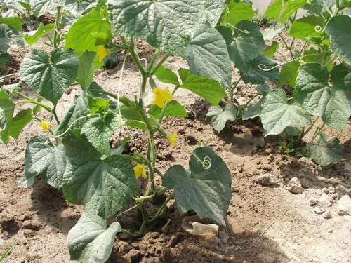 Vista 3 de Semillas Campeón de arbustos de pepino - Polinizado abierto - Vegetales tradicionales - Sin OMG