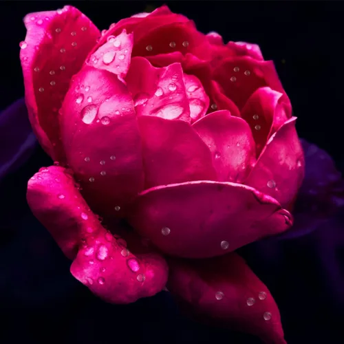 Vista 5 de 700 piezas de gotas de rocío transparentes, adornos redondos de gotas de rocío transparente, simulación de gotas de rocío, cuentas con forma de agua