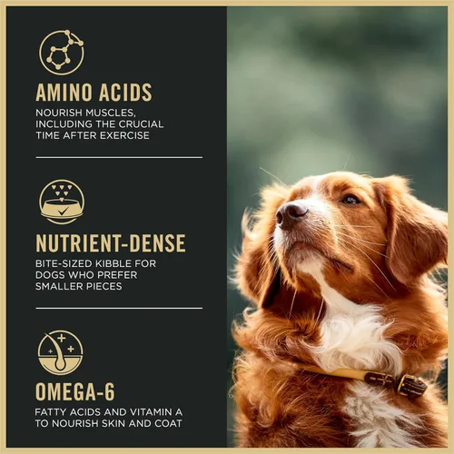 Vista 3 de Purina Pro Plan Alimento para perros con alto contenido de proteínas, bocadillos pequeños, fórmula SPORT 27/17 de cordero y arroz, bolsa de 37.5