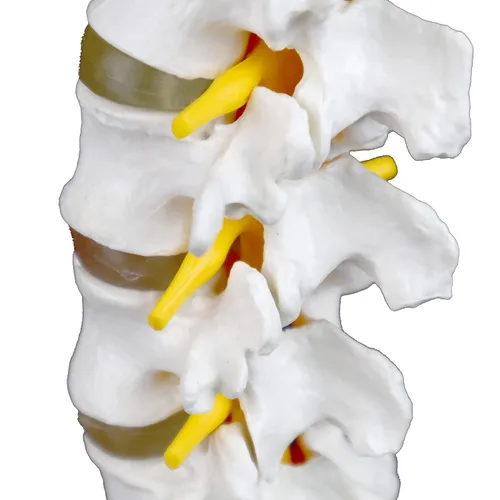 Vista 7 de Vision Scientific Columna vertebral lumbar articulada de grado médico VAV262 Cuenta con 5 lumbares/vértebras con discos intervertebrales, nervios