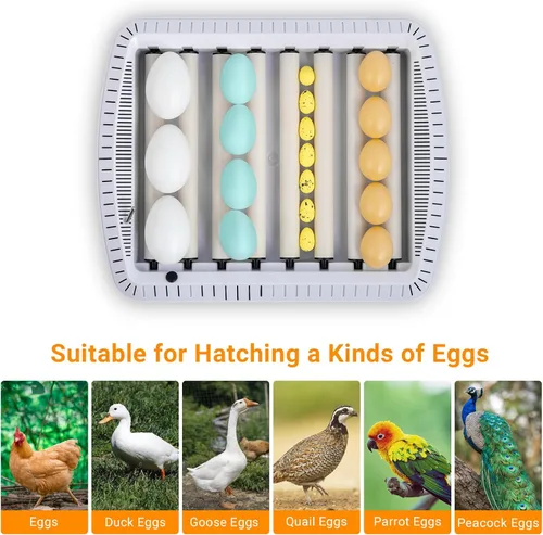 Vista 8 de Winado Incubadoras para incubar huevos, incubadora de 35 huevos con nivel visual de agua y giro automático de huevos y control de temperatura, vela