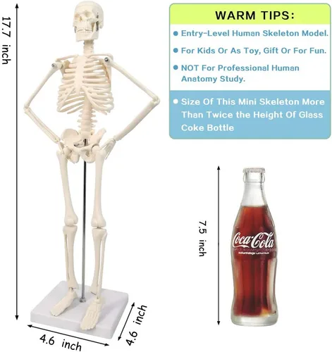 Vista 7 de NEW HORIZON Modelo de esqueleto humano de 17.7 pulgadas para anatomía, brazos móviles, piernas, huesos, estructuras, modelo de esqueleto, adecuado