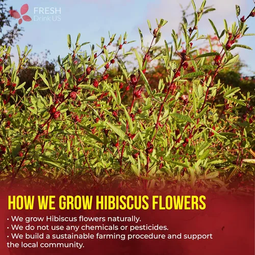 Vista 184 de FreshDrinkUS, 135 bolsas de té de jengibre y cúrcuma premium, ingredientes 100% naturales, mezcla hecha a mano de té de hierbas de cúrcuma