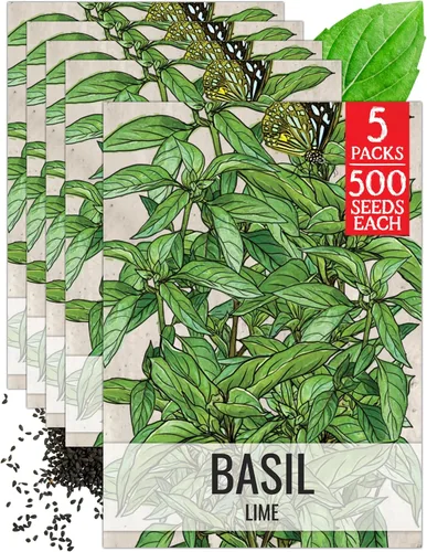 Vista 36 de Seed Needs Sweet Genovese - Semillas de albahaca para plantar, semillas de hierbas culinarias sin OMG y sin tratar para plantar un jardín de cocina