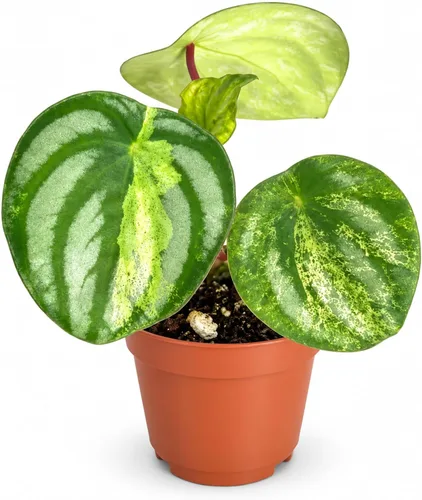 Vista 9 de Peperomia Ecuador Planta viva - Decoración