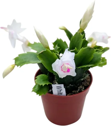 Planta de cactus de Navidad blanco vivo en maceta de 4 pulgadas, planta de interior con flores navideñas, Schlumbergera