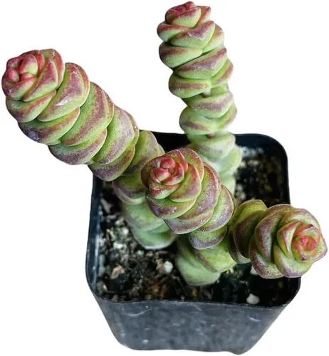 Vista 15 de Plantas de cactus suculentas vivas de USKC (maceta de 2 pulgadas) (Adromischus Maculatus)