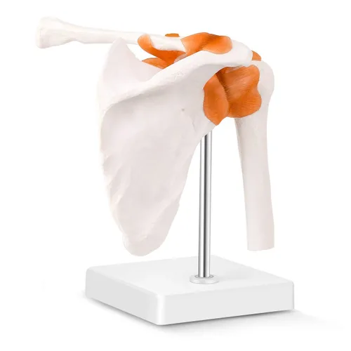 Vista 7 de LYOU Modelo de articulación de rodilla humana con ligamento de rodilla, modelo de esqueleto flexible anatómico de tamaño real, perfecto